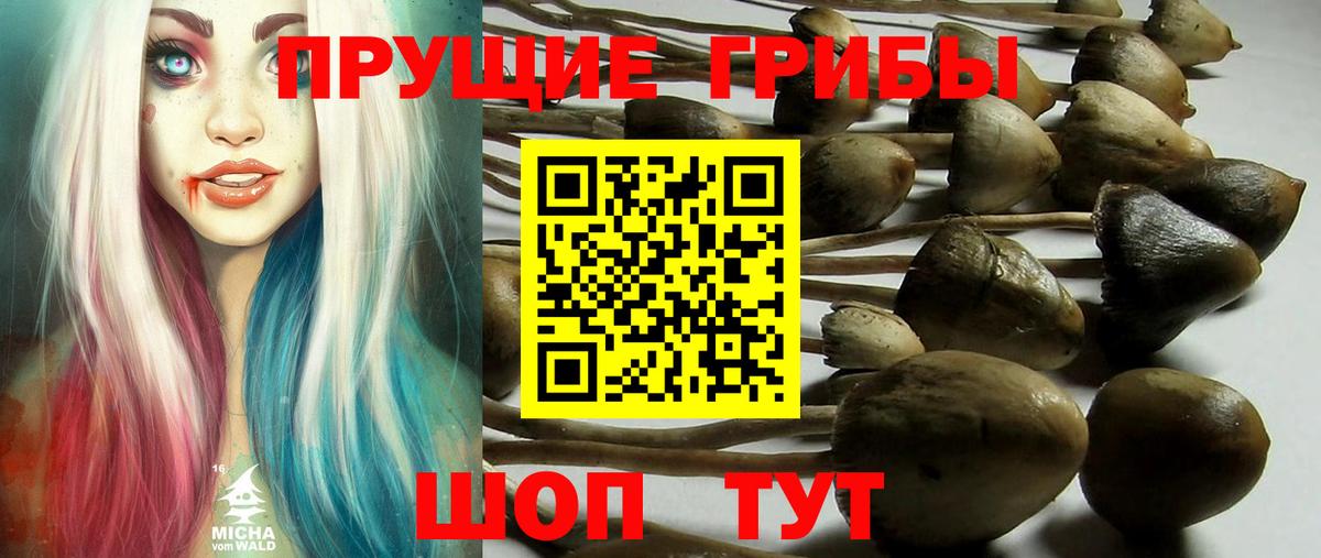 Псилоцибиновые грибы мицелий Сухой Лог
